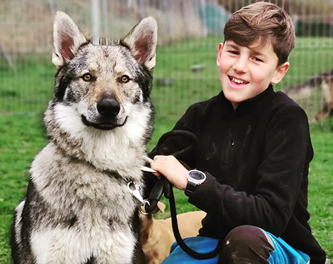 Gaudint d'un Gran Llop Txecoslovac