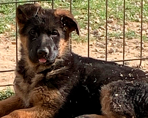 Cadell de Pastor Alemany de 3 Mesos