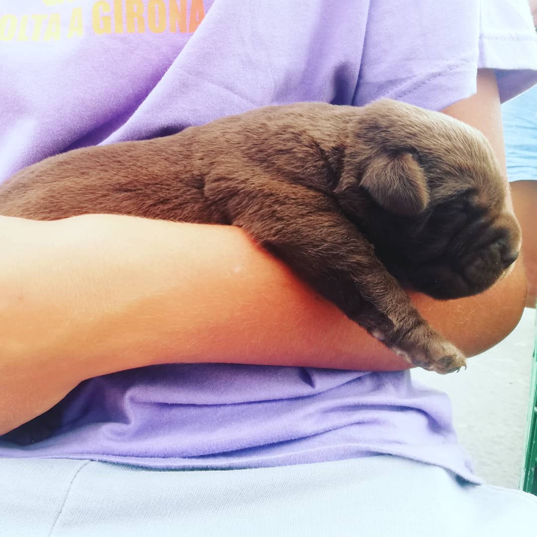 Chocolate Labrador Retriever Puppy