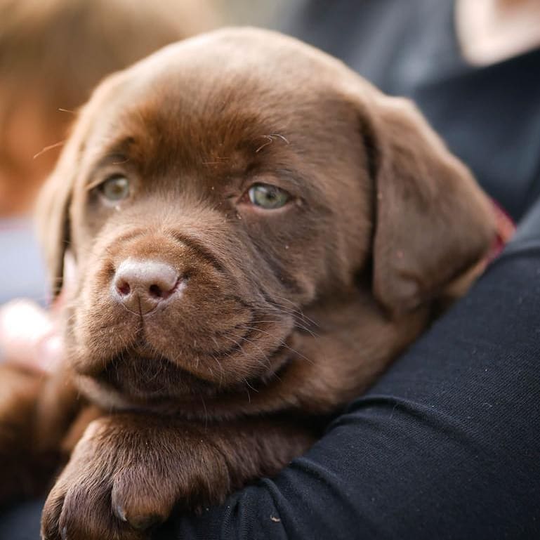 Labrador Retriever equilibrado y socializado de Radikaldogs, ideal para familia, deporte o compañía, con genética de calidad
