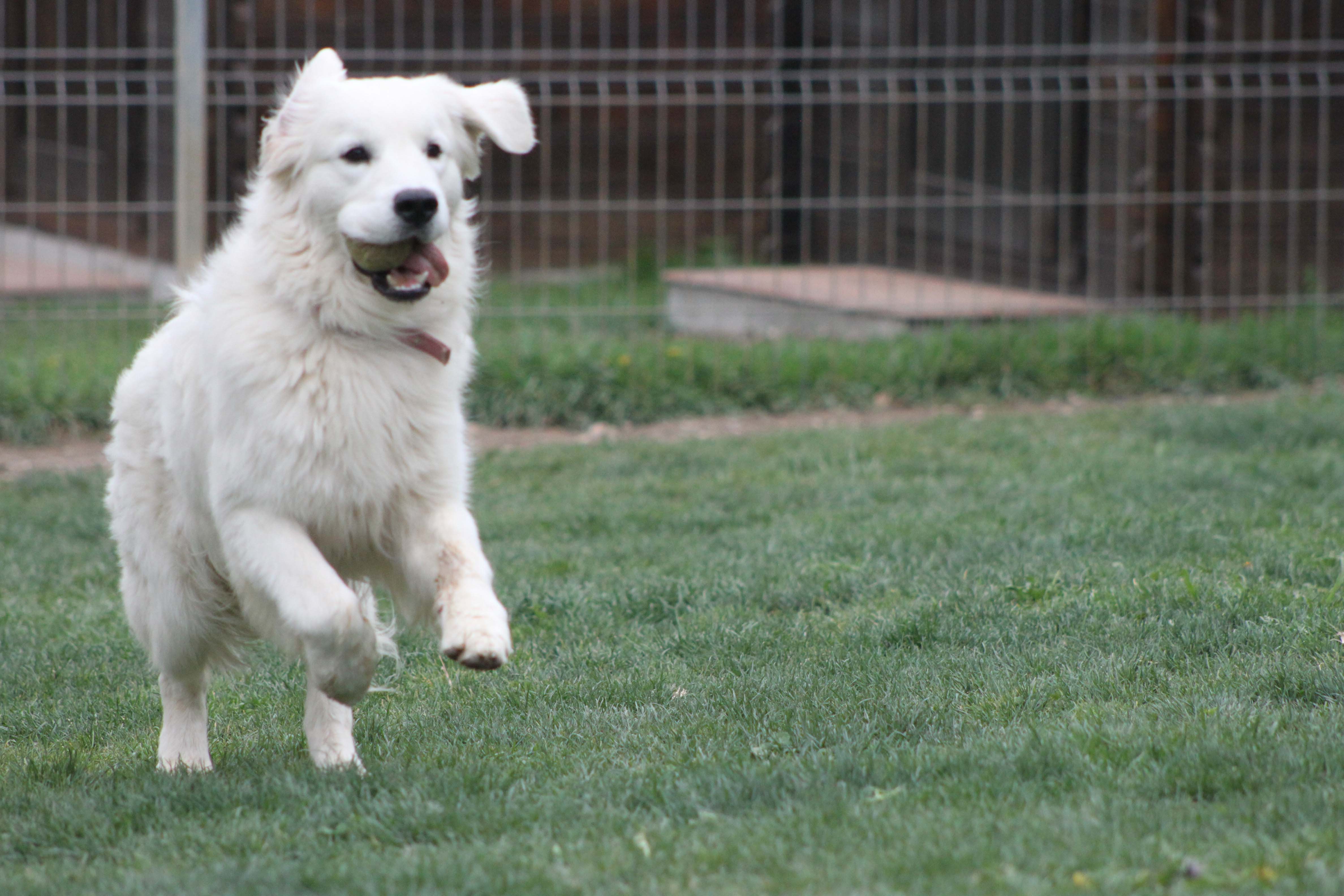 Golden Retriever Blanco