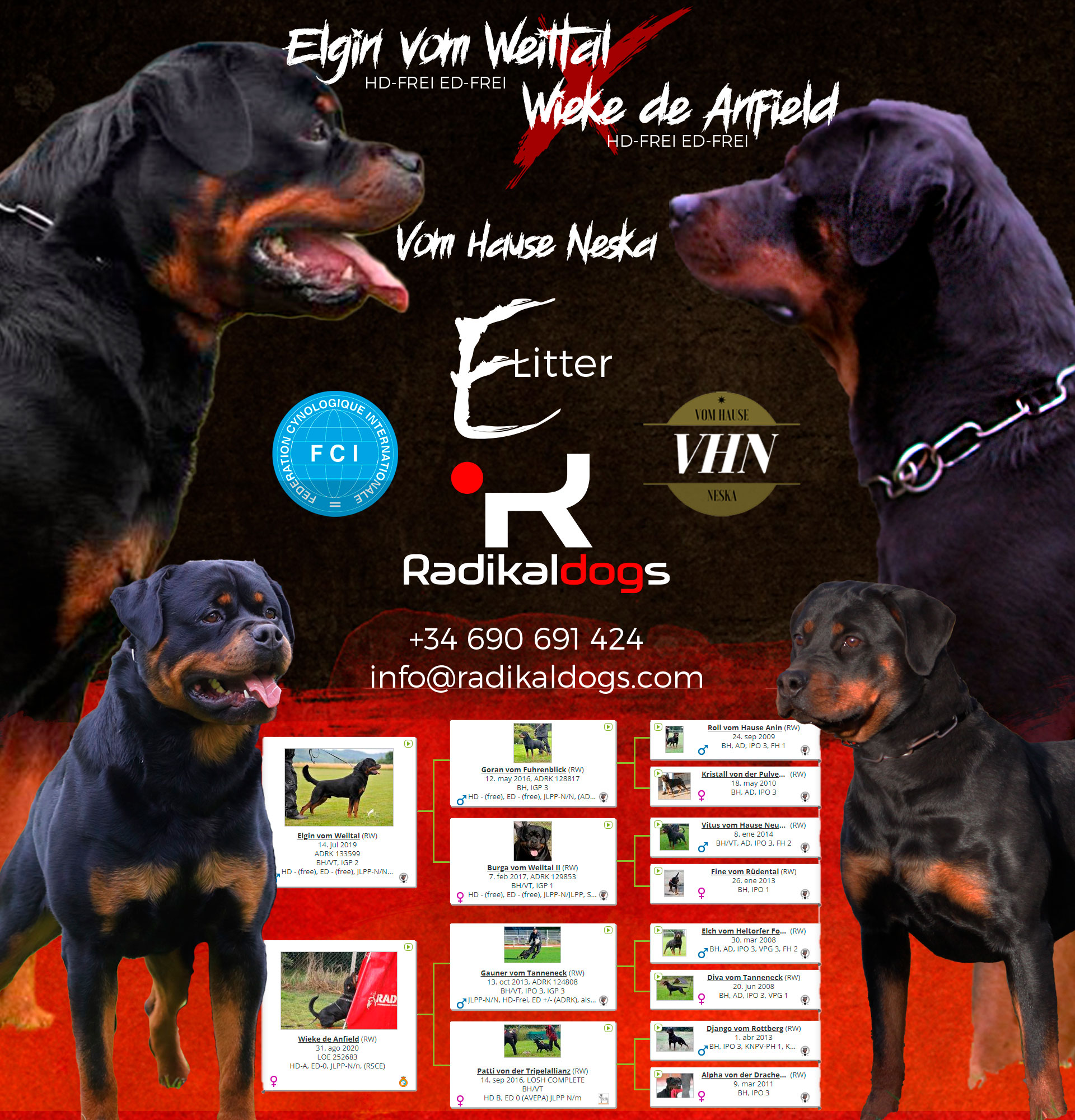 Presentación Camada E Vom Hause Neska