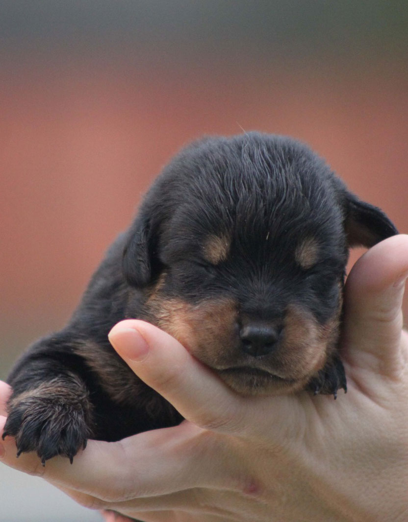 Cachorro criado en familia, ejemplo de cómo elegir el cachorro ideal según tu estilo de vida, raza y temperamento