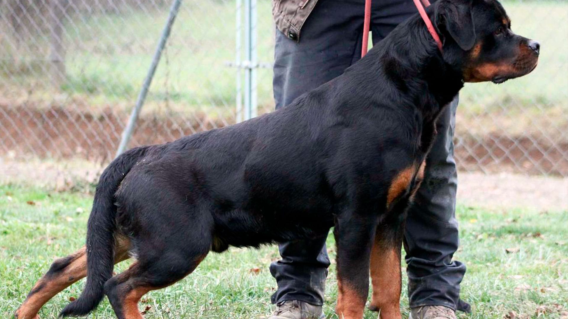Macho Joven de Rottweiler en Venta con 10 Meses de Vida