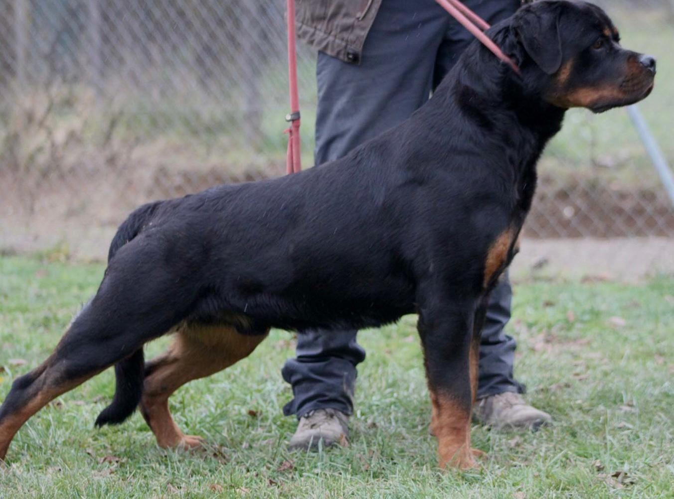 Mascle jove de rottweiler amb 10 mesos de edat