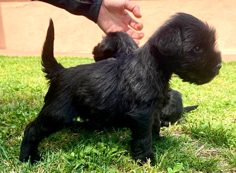 Cadells de Schnauzer Mini Negre amb 42 dies de Vida