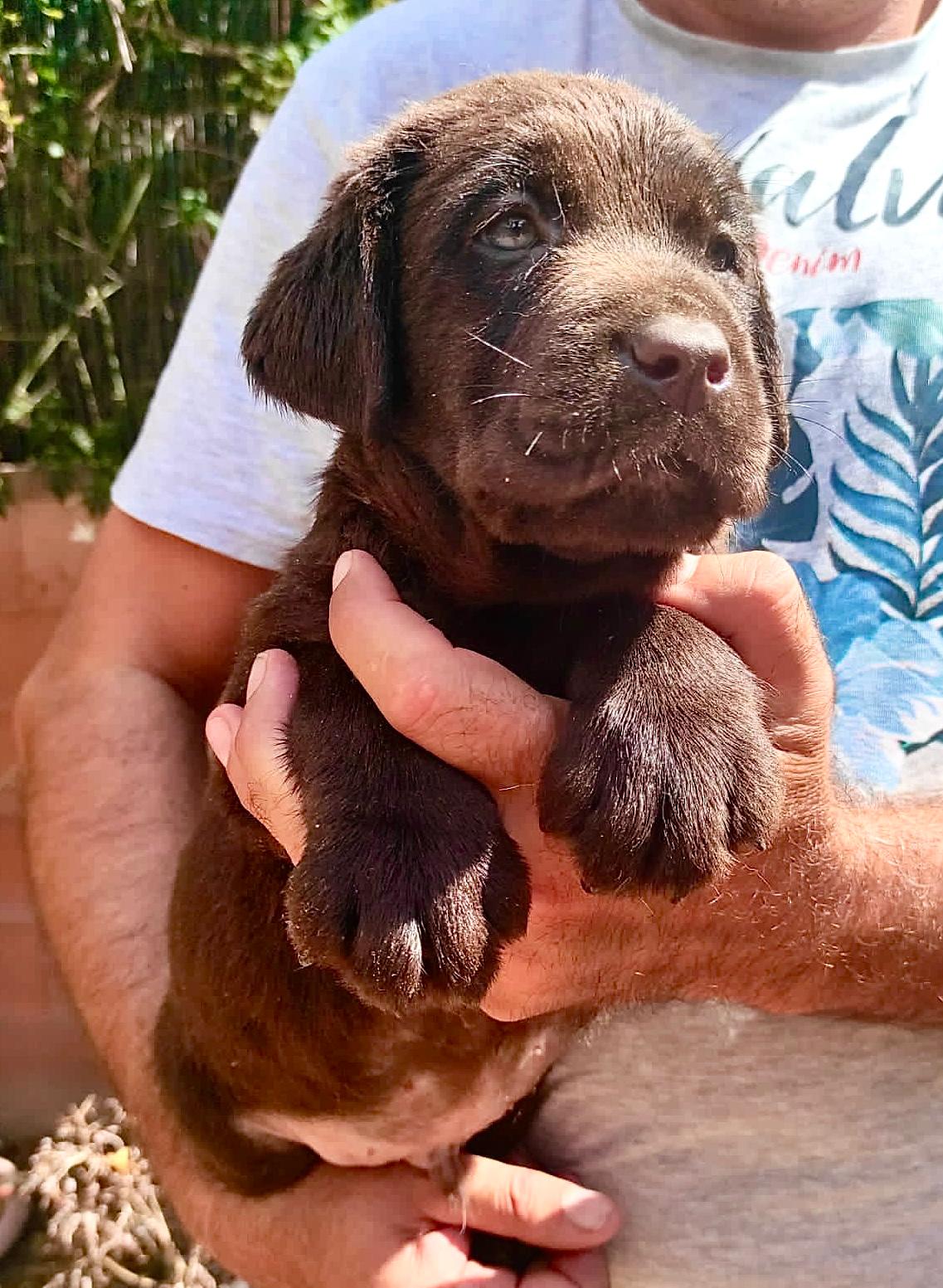 Labrador Chocolate 11.jpeg