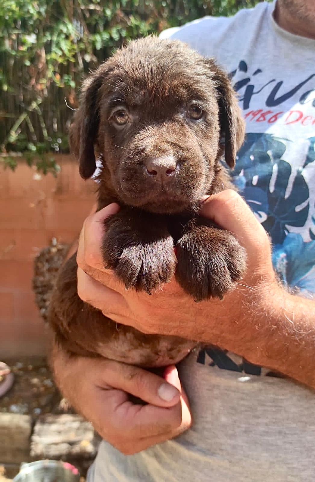 Labrador Chocolate 12.jpeg