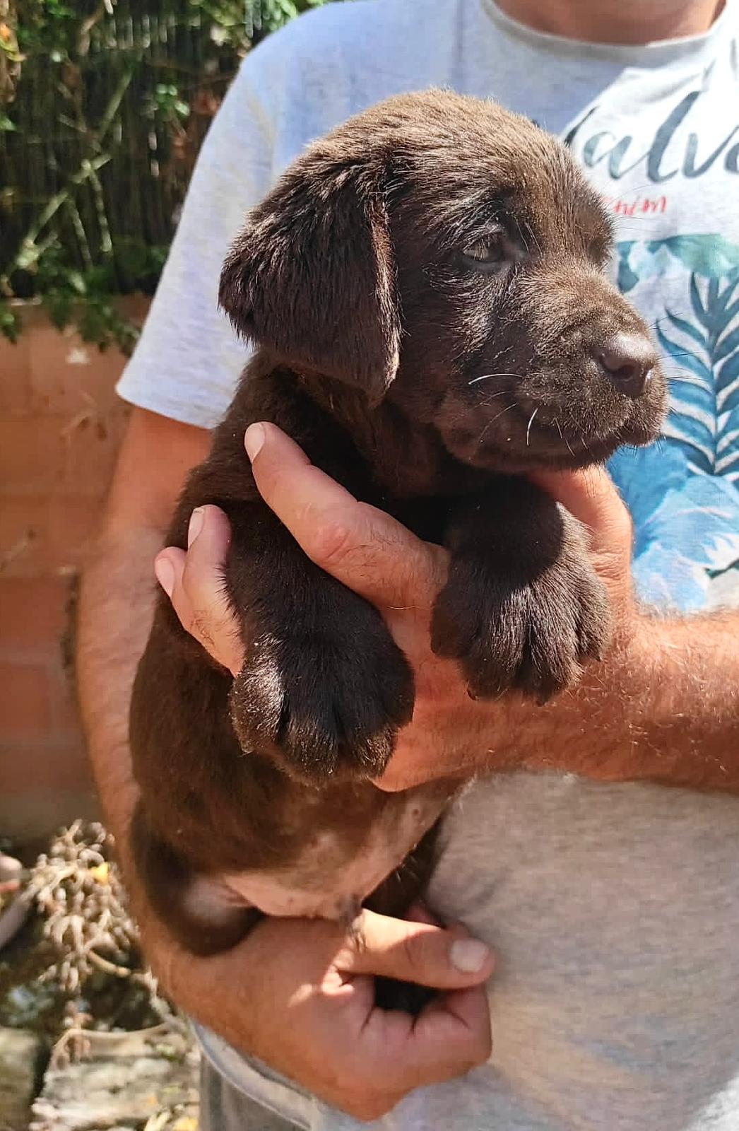 Labrador Chocolate 13.jpeg