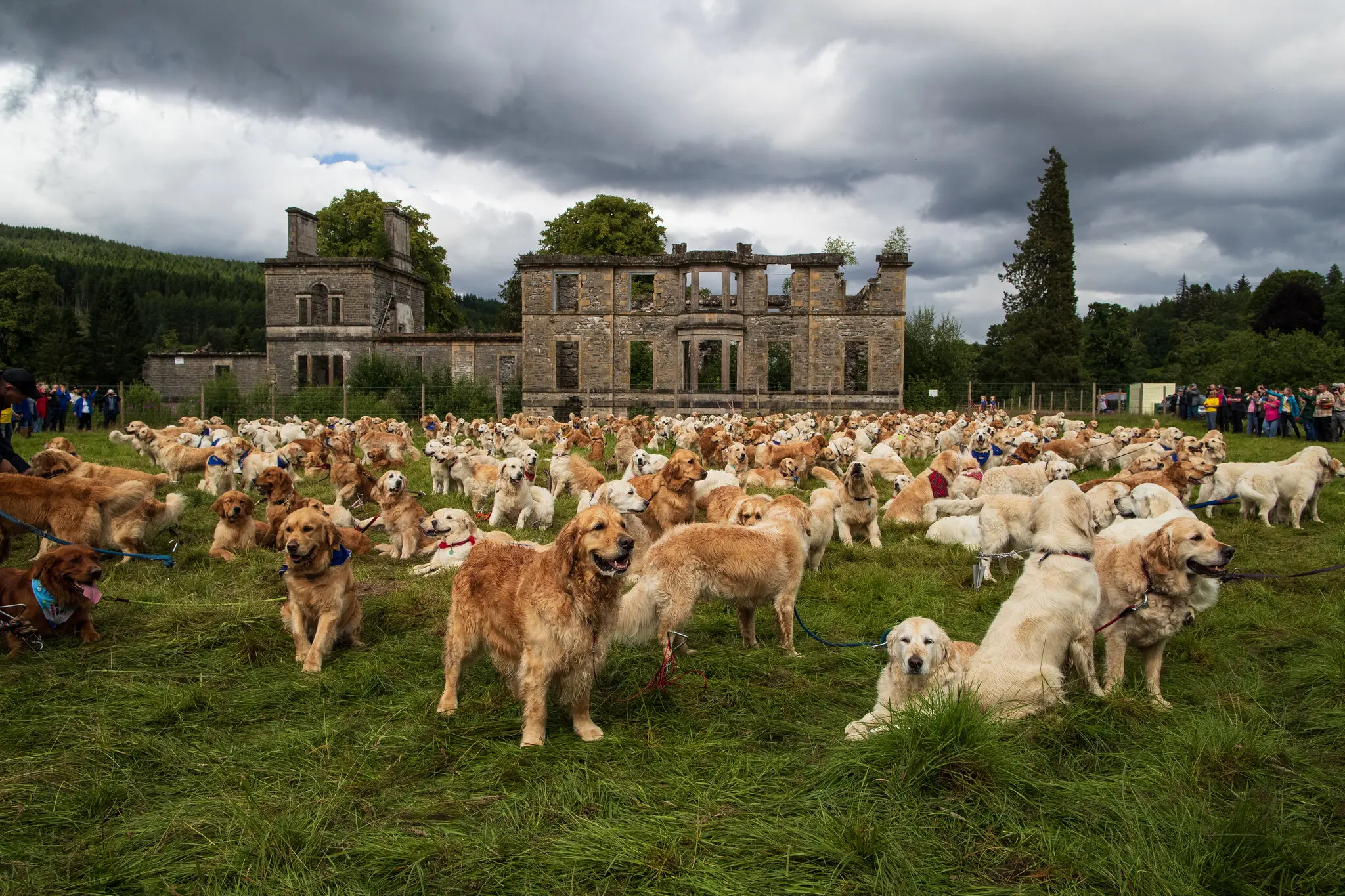 ¿Por qué 488 golden retrievers se reunieron en Escocia?