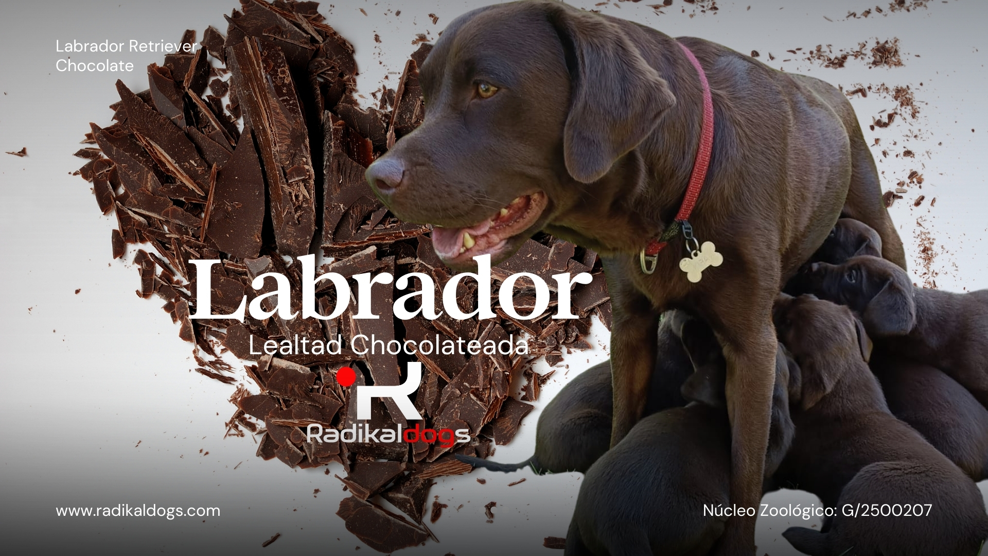 labradores chocolate.jpg