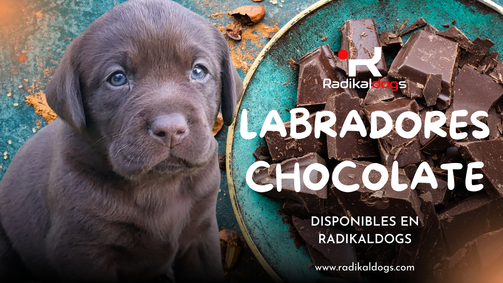 labradores chocolate.jpg