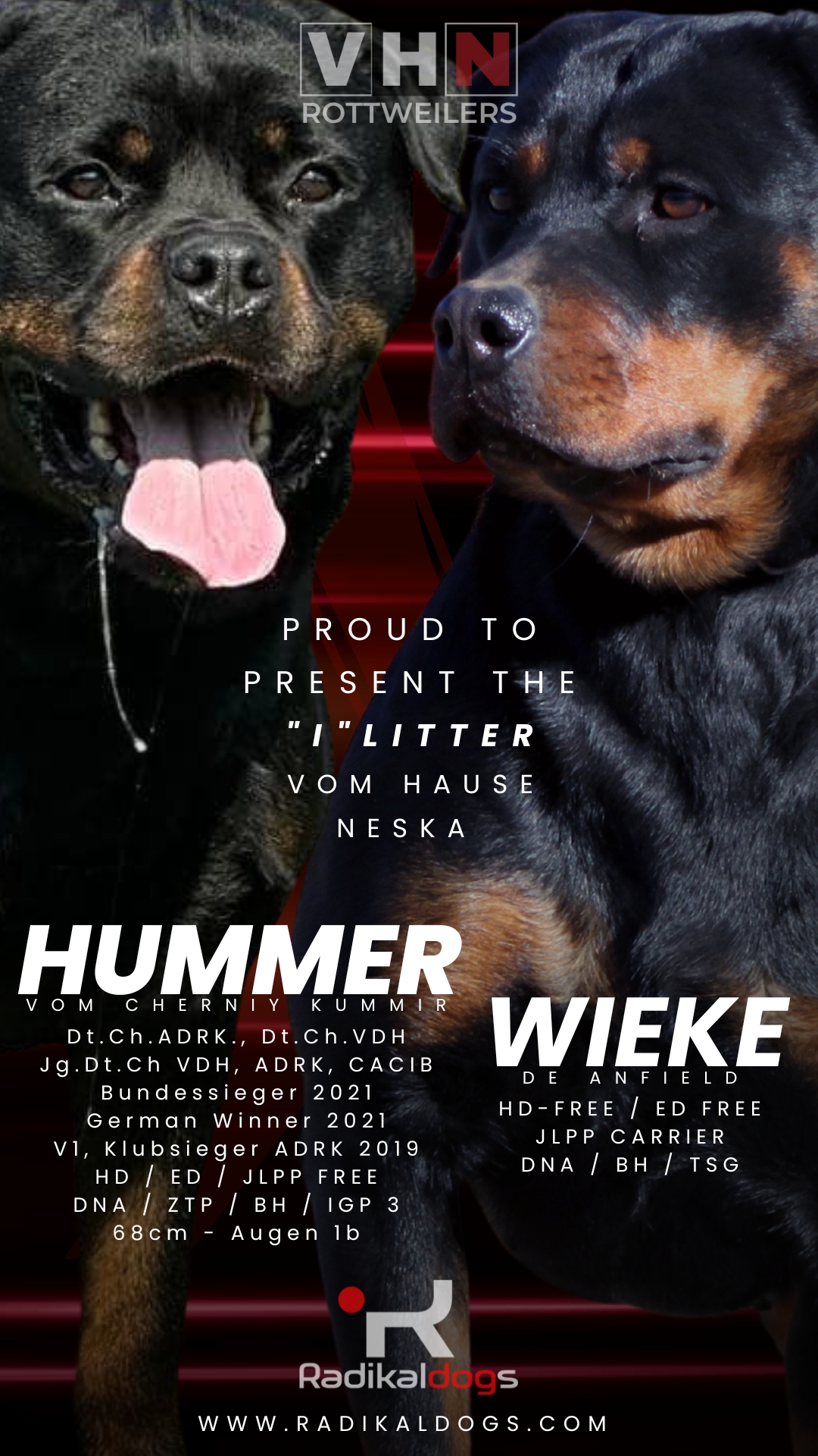 Macho de Rottweiler cachorro de la Camada I vom Hause Neska 2025, excelente estructura y temperamento