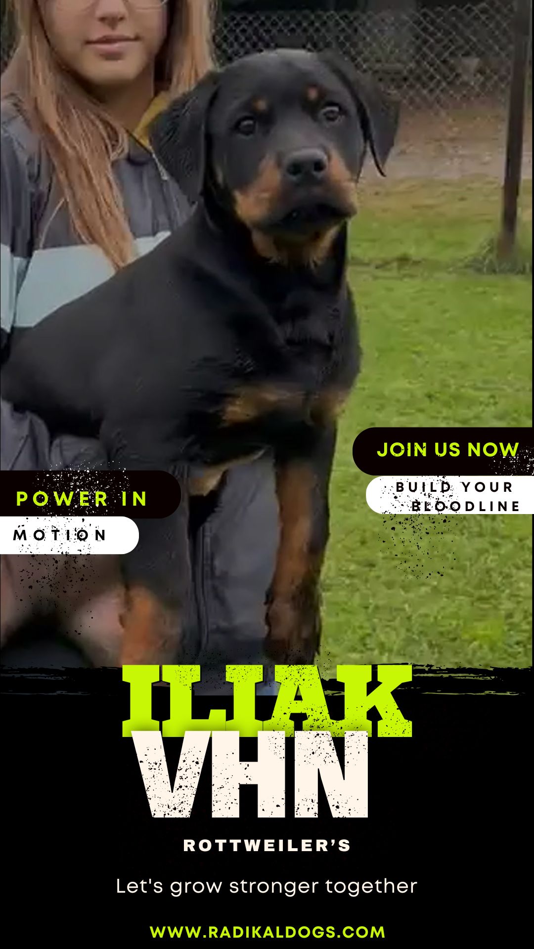 Cachorro Rottweiler macho de 3 meses, ILIAK VHN, con excelente estructura y potencial deportivo, hijo de líneas de trabajo IGP, disponible en Radikaldogs.