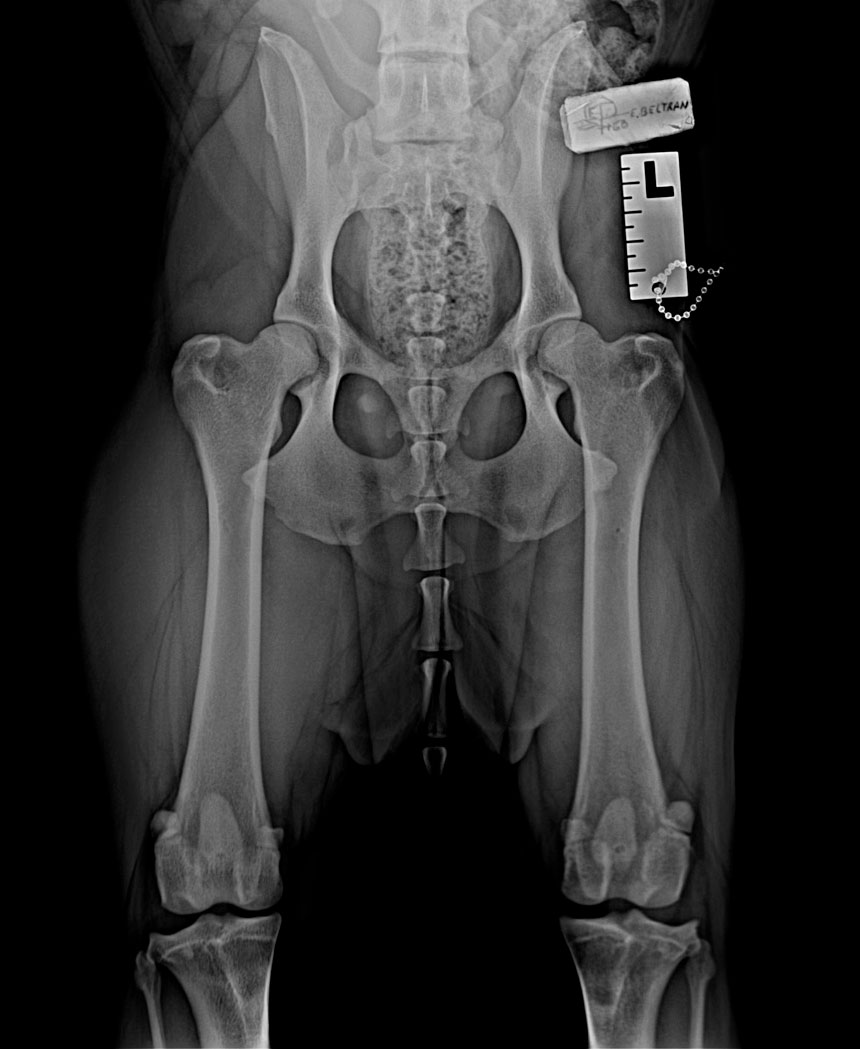 Radiografía de caderas HD-A de un Rottweiler de 16 meses, con articulaciones perfectamente formadas y libres de displasia, certificada por veterinario oficial.