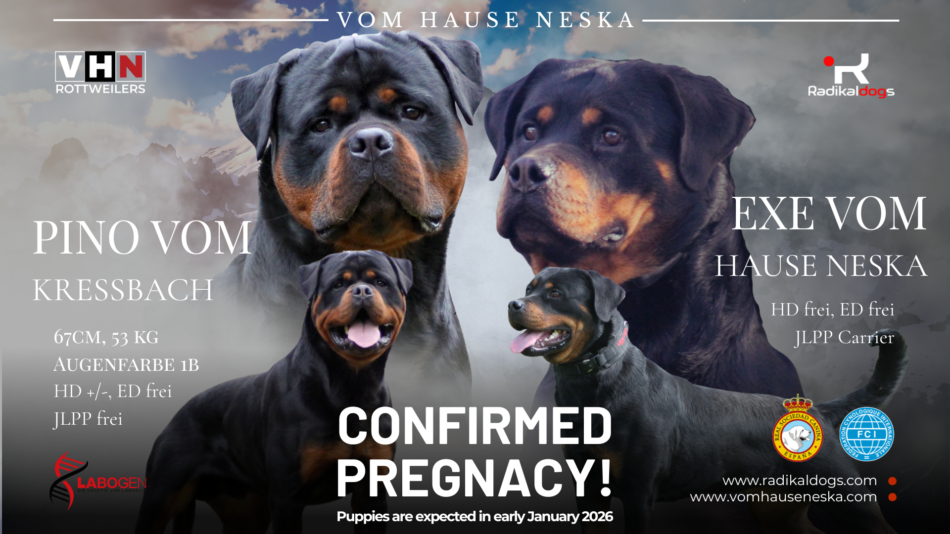 Presentación oficial de la Camada J vom Hause Neska en Radikaldogs, monta realizada en Alemania el 3 de noviembre de 2025, combinación Pino vom Kressbach y Exe vom Hause Neska, nacimiento previsto para enero de 2026.