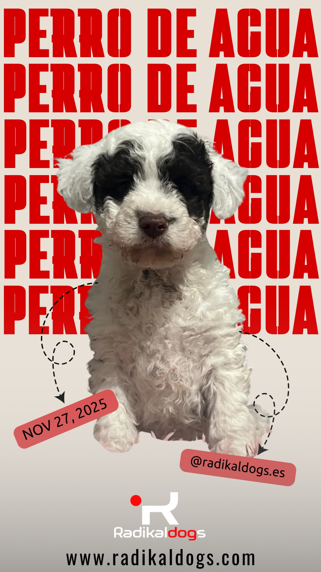 Perro de Agua Español disponible — nacimiento 27/11/2025, equilibrio, energía y temperamento Radikal Dogs.